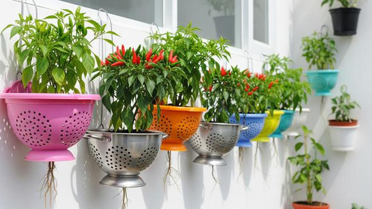 9 Inspirasi Kebun Cabai Rawit dari Wadah Bekas Dapur, Hemat dan Ramah Lingkungan