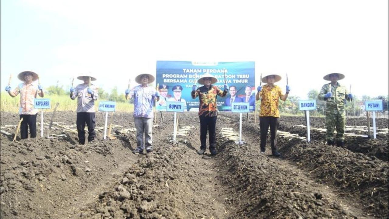 Probolinggo Gelar Tanam Perdana Bongkar Ratoon Tebu 1.000 Hektare, Dukung Produksi Gula Nasional