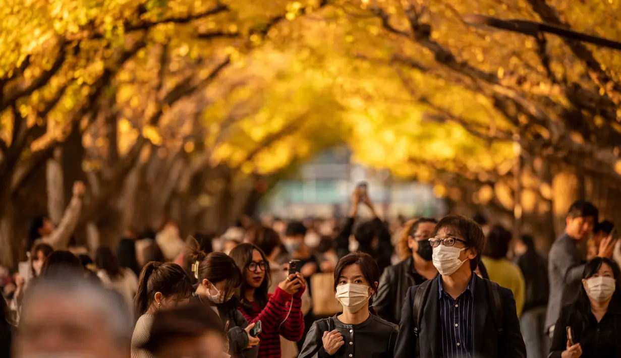 Orang-orang berjalan di bawah pohon ginkgo dalam warna musim gugur di Taman Luar Kuil Meiji di Tokyo, Kamis (18/11/2021). Pada pertengahan bulan November, barisan pohon ginkgo yang ada di taman ini akan berubah warna menjadi kuning keemasan. (Philip FONG / AFP)