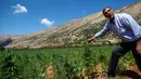 Mayez Shrief (65) yang menanam ganja selama beberapa dekade memeriksa ladangnya saat berbicara dengan The Associated Press di Lembah Bekaa, Desa Yammoune, Kota Baalbek, Lebanon, Senin (23/7). (AP Photo/Hassan Ammar)