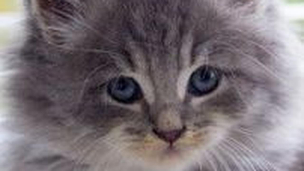 Ciri Khas Fisik Kucing Persia<br>