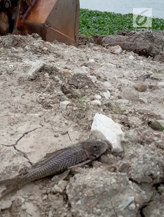Seekor ikan mati di pinggir danau Limboto yang mengalami pendangkalan yang begitu luar biasa di Gorontalo, Kamis (20/12). Ribuan ekor ikan mati dan hal ini pun sangat berdampak pada pendapatan Nelayan Danau Limboto. (Liputan6.com/Arfandi Ibrahim)