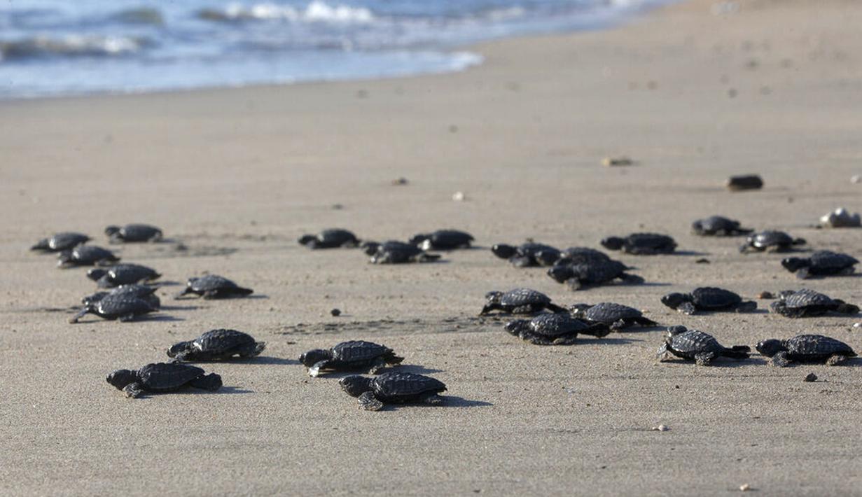 Bayi penyu dilepaskan ke laut di Bali, Indonesia, Selasa (6/7/2021). Puluhan penyu Lekang yang baru menetas dilepasliarkan dalam kampanye penyelamatan penyu yang terancam punah. (AP Photo/Firdia Lisnawati)