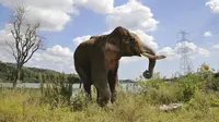 India Sediakan Kamp Liburan untuk Gajah Tawanan Dirawat