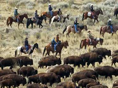 Penunggang kuda mengumpulkan kawanan bison di Pulau Antelope, Utah, Amerika Serikat, 29 Oktober 2022. Tahun ini, sekitar 750 bison didorong ke dalam kandang selama pengumpulan bison. (AP Photo/Rick Bowmer)