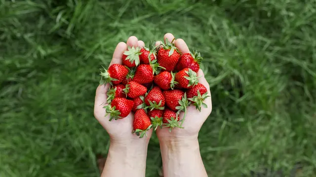 Manfaat Strawberry