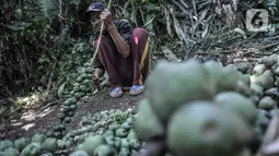 Ajum (51) memisahkan buah aren batangnya sebelum dimasak menjadi kolang-kaling di Kampung Citugu, Desa Puraseda, Leuwiliang, Kabupaten Bogor, Jawa Barat, Minggu (25/4/2021). Menurut Ajum, tahun ini permintaan kolang-kaling menurun drastis dibandingkan tahun lalu. (merdeka.com/Iqbal S. Nugroho)