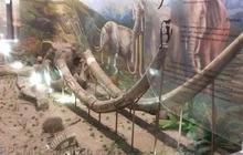 Menguak Jejak Kehidupan Gajah Purba di Situs Sangiran, Beranak Pinak Hingga Ratusan Ribu Tahun Lamanya