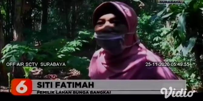 VIDEO: Bunga Bangkai Jadi Tontonan di Pekarangan Warga Lumajang