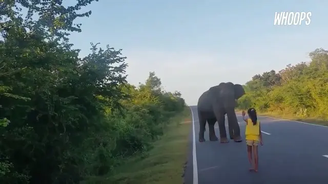 Gajah yang tadinya akan masuk pemukiman warga langsung pergi saat mendapat isyarat sang anak.