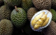 Amankah Durian untuk Penderita Darah Tinggi? Kenali Manfaat & Cara Konsumsinya yang Aman
