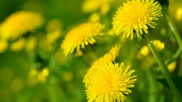 Ilustrasi bunga dandelion