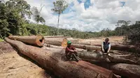 Dua warga Laman Kinipan duduk di atas log kayu yang ditebang perusahaan dari wilayah yang diklaim sebagai Hutan Adat Laman Kinipan. (DOC. SAVE KINIPAN)