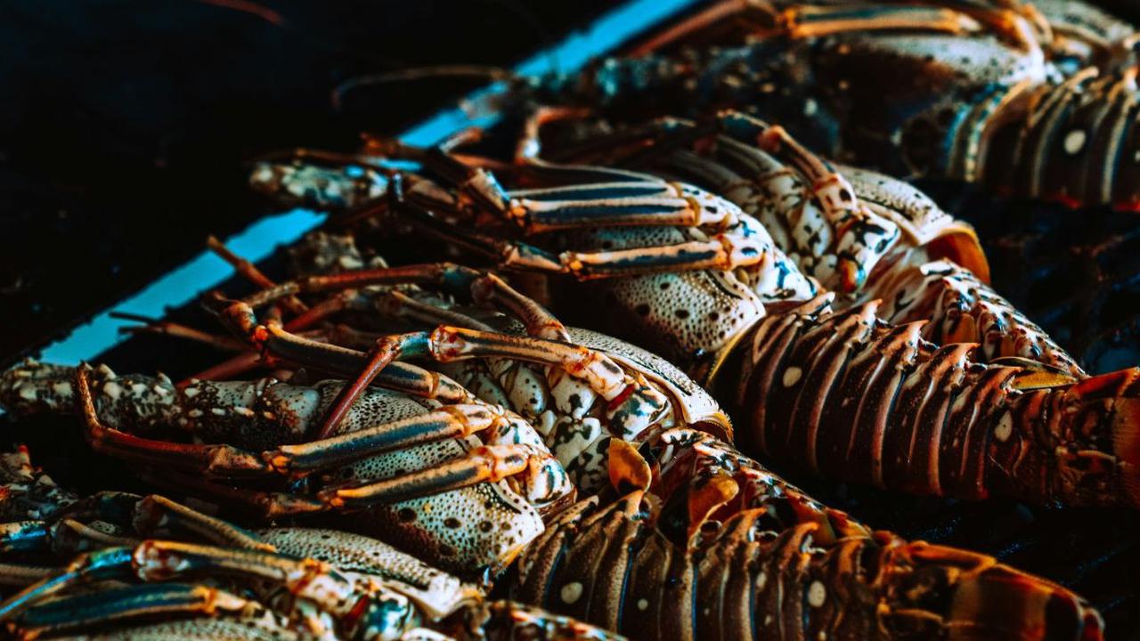 <b>Lobster Bakar Madu</b>