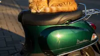 7 Cara Mencegah Kucing Tetangga Tidur di Jok Motor yang Ampuh dan Aman