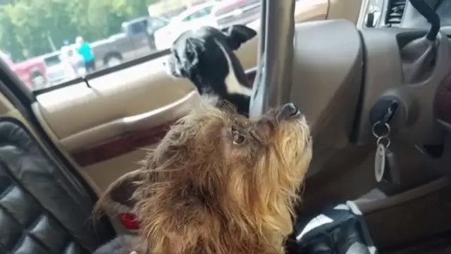 Setir Mobil, Seekor Anjing Tabrakan Diri ke Gedung
