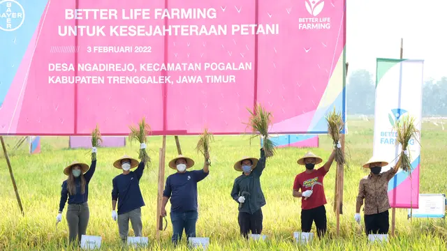 Petani Trenggalek Binaan Bayer Panen Padi