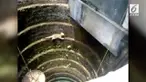 Saat para pecinta hewan mencoba menyelamatkan kucing yang tercebur ke sumur, si kucing ternyata berhasil menyelamatkan dirinya sendiri. Yaitu dengan memanjat sumur sedalam 10 meter.