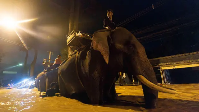 Gajah Thailand Diperbantukan Pasok Makanan untuk Korban Banjir di Chiang Mai