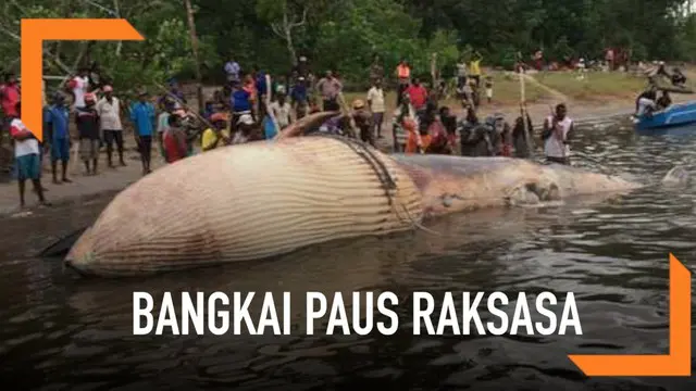 Bangkai seekor ikan paus jenis Bryde dengan panjang mencapai 10 meter terdampar di Kampung Timika Pantai, Kabupaten Mimika. Dugaan penyebab matinya paus karena tersangkut jaring gillnet di tengah laut.