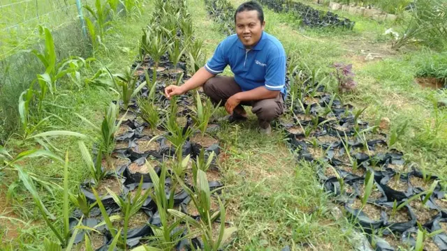 Bibit Kurma KL 1 berusia sekitar dua bulan. (Foto: Liputan6.com/Azhar untuk Muhamad Ridlo)