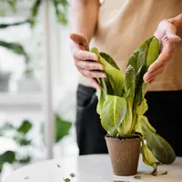 Tanpa lahan luas pun, berkebun tetap bisa! Simak tips sederhana agar sayuran tumbuh subur di pot. (Foto dok: Freepik/jcomp).