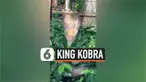 King Kobra