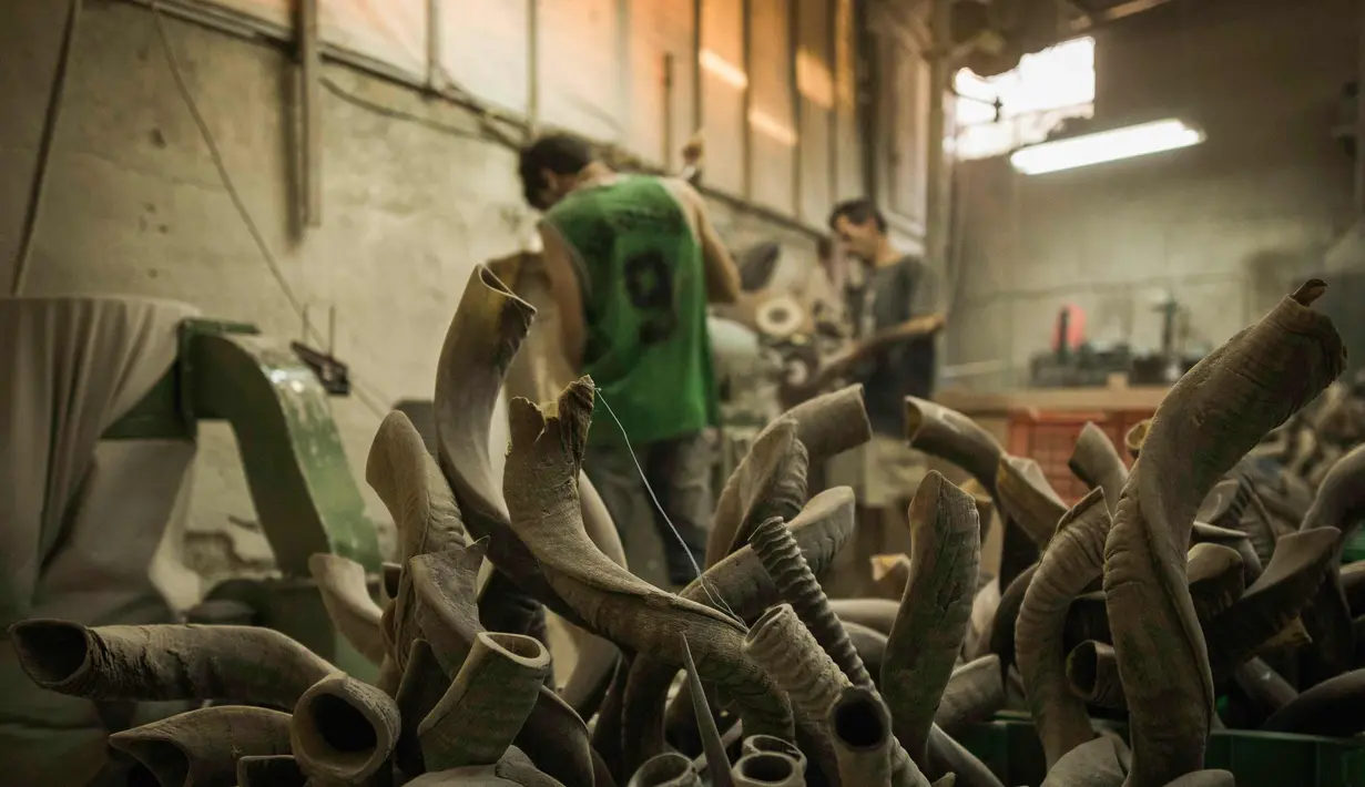 Pekerja menyelesaikan shofar di Bar-Sheshet Ribak Shofarot Israel di Tel Aviv, Israel, (19/9). Shofar adalah alat musik tiup terbuat dari tanduk binatang untuk tujuan ritual keagamaan Yahudi seperti Rosh Hoshana dan Yom Kippur. (AP Photo/Dan Balilty)