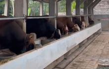 Tak Semua Terjual di Idul Adha, Kemana Perginya Hewan Kurban yang Tak Laku? Ini Penjelasan Pedagang Hewan Kurban