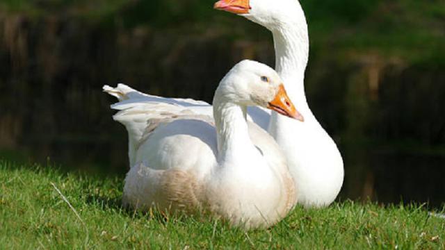 Ilustrasi angsa (iStock)