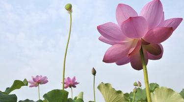 Khasiat Bunga Lotus Ternyata Punya Legenda Lifestyle Fimela Com