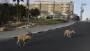 Nubian ibexes, sejenis kambing gurun, berkeliaran di jalanan selama ockdown di Kota Mitzpe Ramon, Israel (4/2/2021). Penerapan lockdown ini membuat kambing gurun berkeliaran di tengah kota ketika warga dibatasi aktivitasnya. (AFP/ Menahem Kahana)