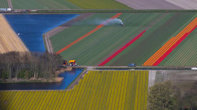 Buka Selama 71 Tahun, Taman Tulip Tercantik Ini Tutup Pertama Kali Akibat Corona