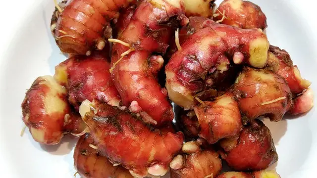Cek Fakta Obat Covid-19, LIPI Lakukan Uji Klinis Jahe Merah Sebagai Immunomodulator