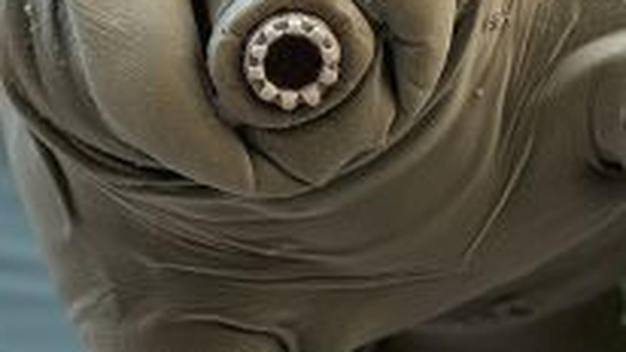 2. Tardigrade atau Beruang Air<br>