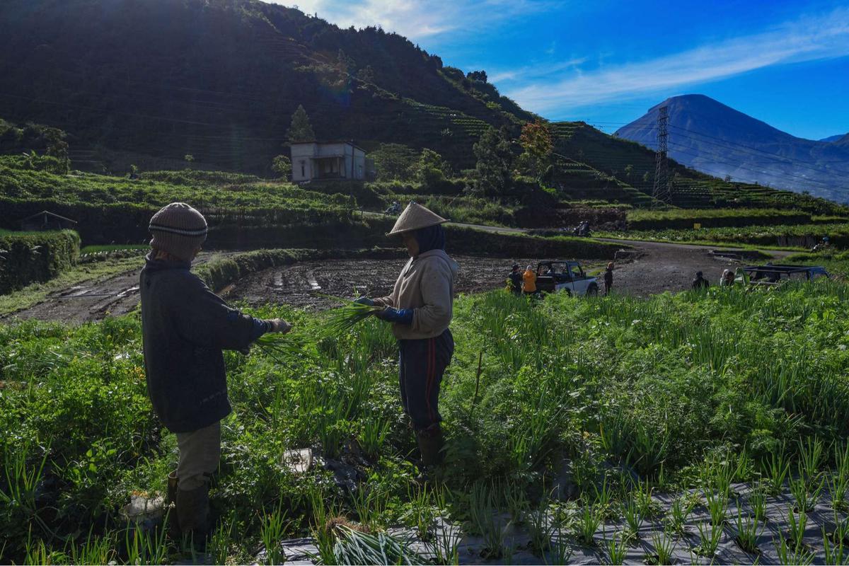 Indahnya Desa Wisata Sembungan yang dijuluku Swiss van Java