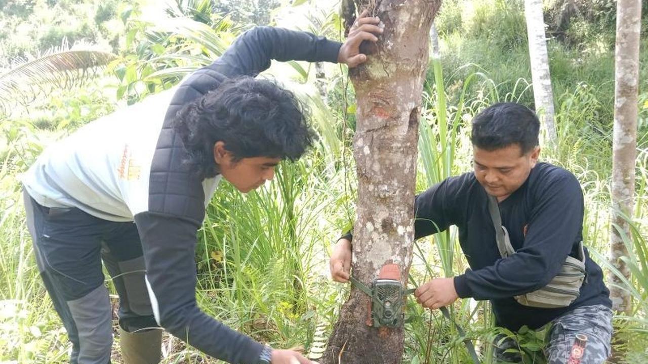 Momen Mencekam: Tim Pagari Pasia Laweh Didekati Harimau Sumatera Agam Saat Penanganan Konflik