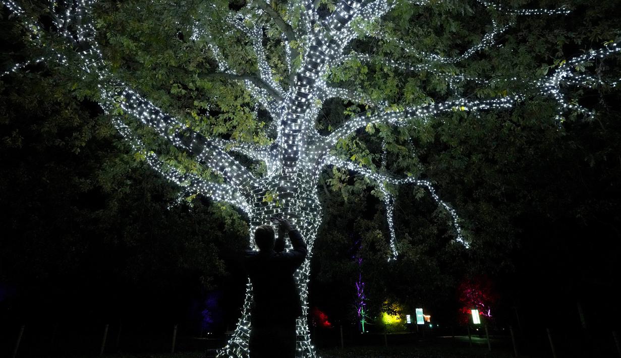 Seorang pengunjung memotret pohon penuh lampu yang bercahaya di Royal Botanic Gardens, Kew, London, Selasa (15/11/2022). Selain memamerkan jalur cahaya dengan satu juta lampu di jalur sepanjang 2,7 km, terdapat cahaya imersif, pohon lampu, terowongan cahaya, dan pertunjukkan cahaya air yang mengesankan. (AP Photo/Kirsty Wigglesworth)