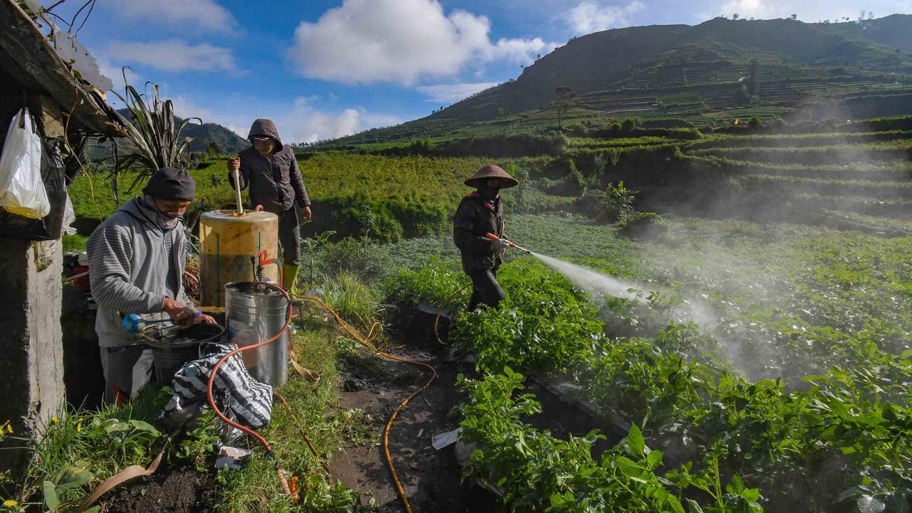 FOTO: Petani Kentang Dieng Terpinggirkan di Tengah Turunnya Harga Pupuk Subsidi
