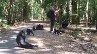 Yaki hitam atau Macaca nigra, salah satu hewan yang terancam punah di Sulut.