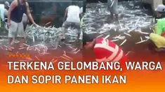 Rezeki tak terduga didapatkan oleh warga dan para sopir ketika ratusan ikan berdatangan di tepi laut