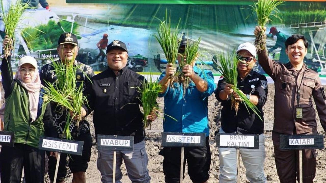 Berau Cetak Sawah Baru 2.000 Hektare, Perkuat Ketahanan Pangan Nasional