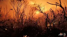 Inilah 10 Kebakaran Hutan Terbesar Sepanjang Sejarah di Dunia