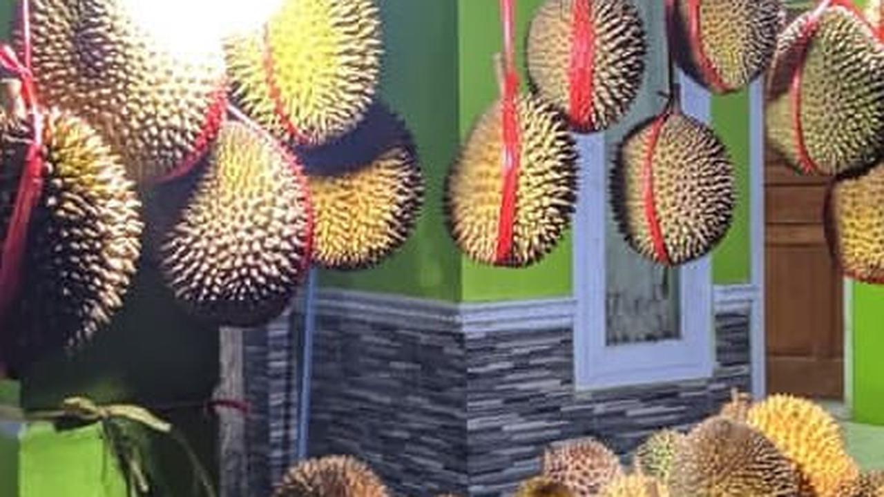 Legit, Bisnis Durian Bisa Raup Untung Rp20 Juta Satu Pekan