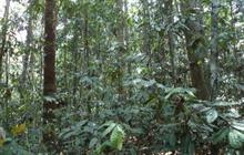 Jadi Objek Penelitian, Ini Fakta Kawasan Hutan Dengan Tujuan Khusus di Berau Kalimantan Timur