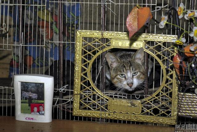 Rumah khusus untuk kucing yang mereka rawat | Photo: Copyright shanghaiist.com