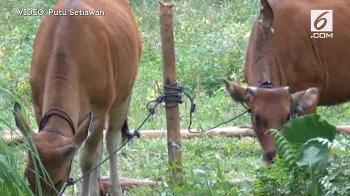 VIDEO: Lokasi Penitipan Sapi Pengungsi Gunung Agung - News Liputan6.com