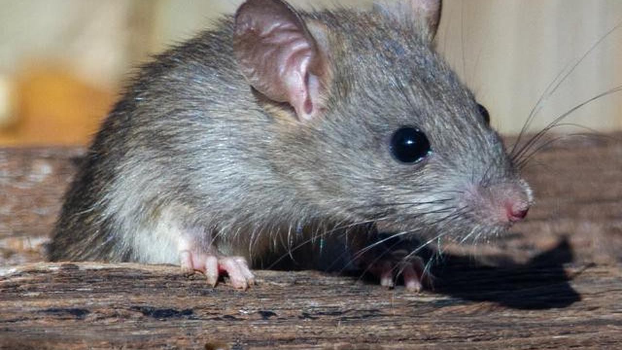 9 Cara Mencegah Tikus Kembali ke Rumah Setelah Diusir, Dijamin Efektif