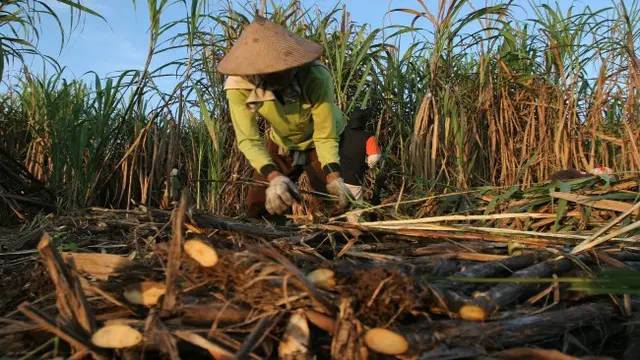 PG Rajawali Cirebon Pastikan Produksi Gula Tetap Jalan Imbas Bentrok Berdarah di Lahan Tebu