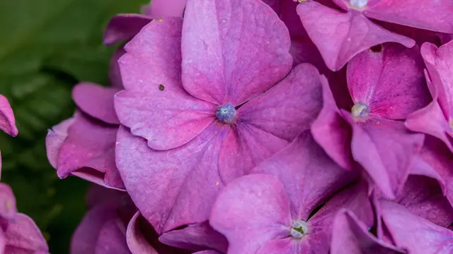 bunga hydrangea